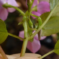 Sonerila glaberrima Arn.